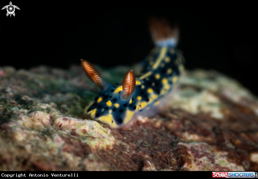 A Hypselodoris infucata nudibranch