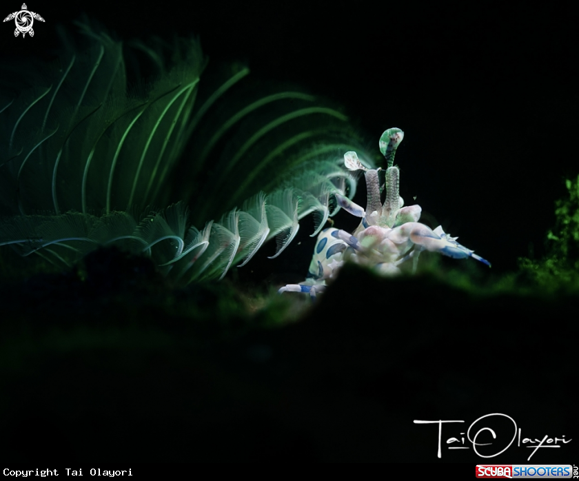 A Harlequin shrimp