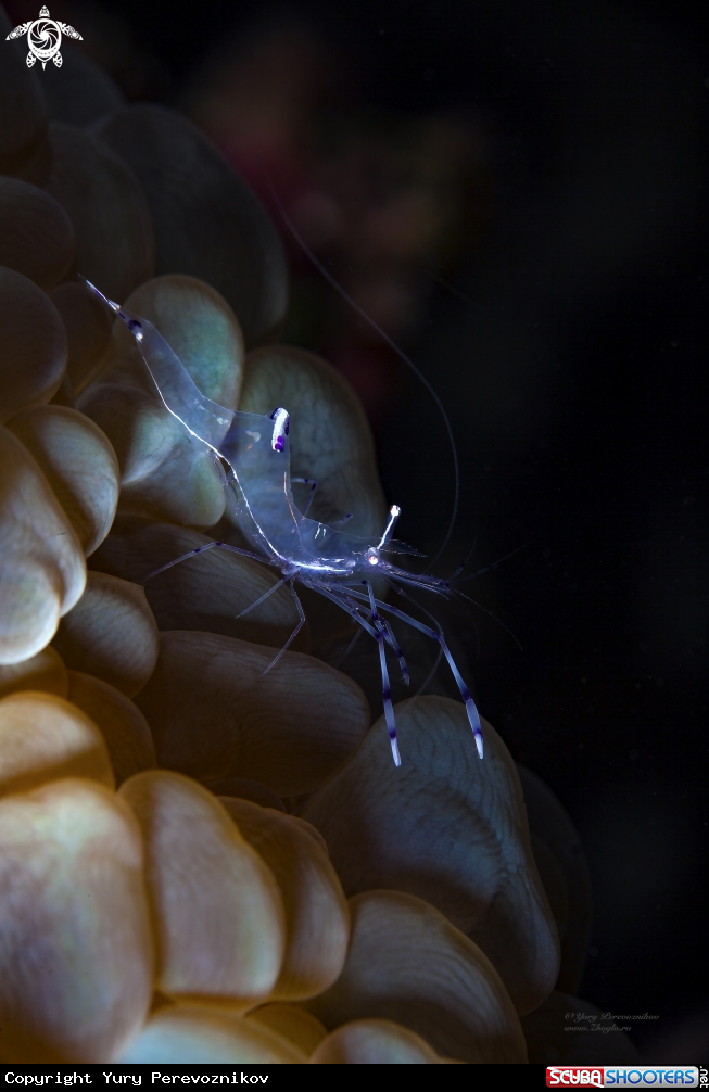 A Cleaner shrimp