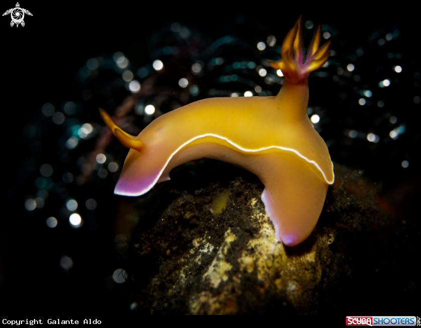 A Hypselodoris Nudibranch