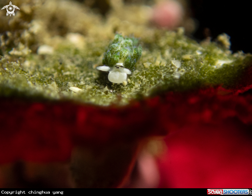 A seaslug