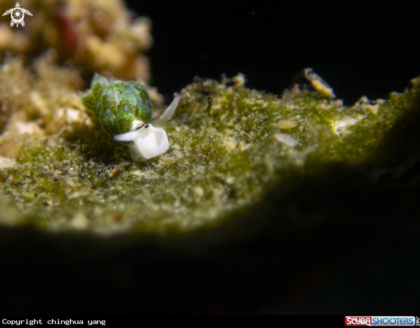A seaslug