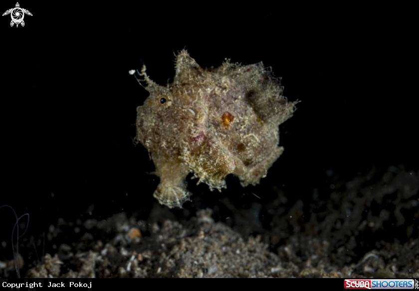 A Spotfin Frogfish