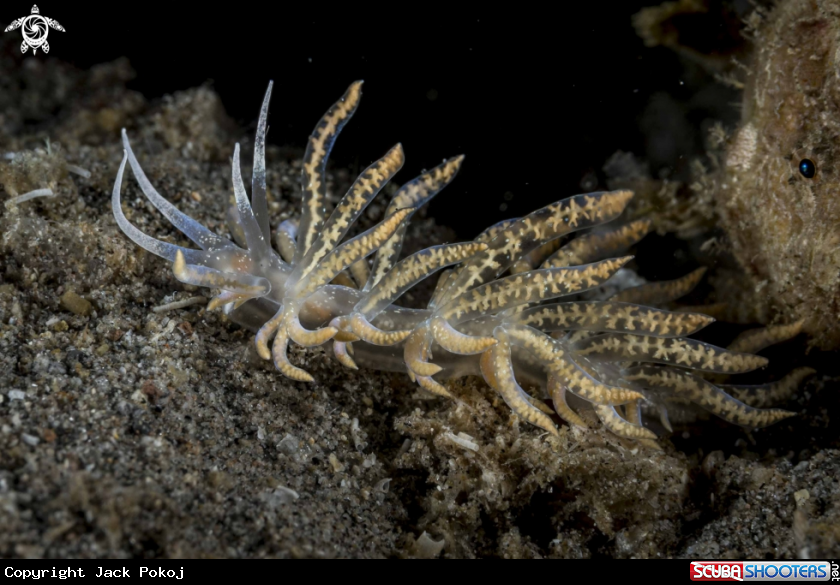 A Phyllodesmium poindimiei