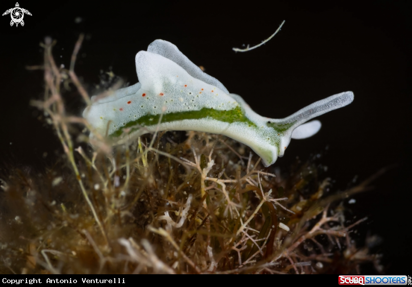 A Elysia timida nudibranch