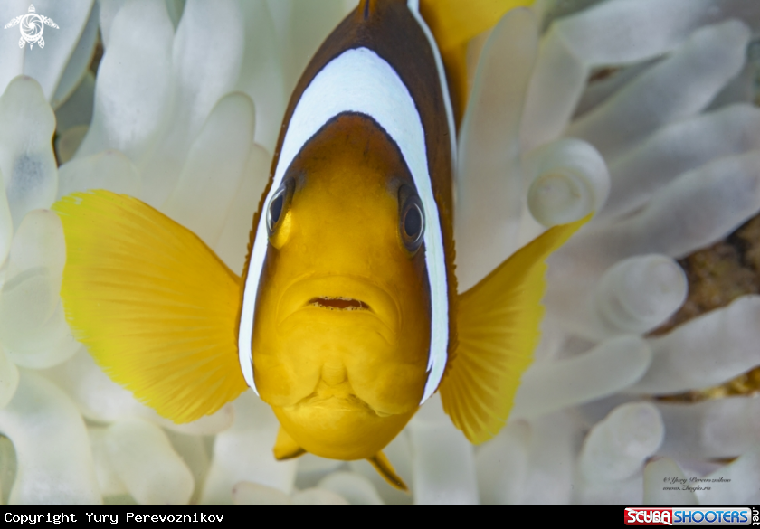 A Clown fish