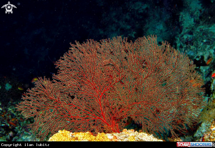 A soft corals