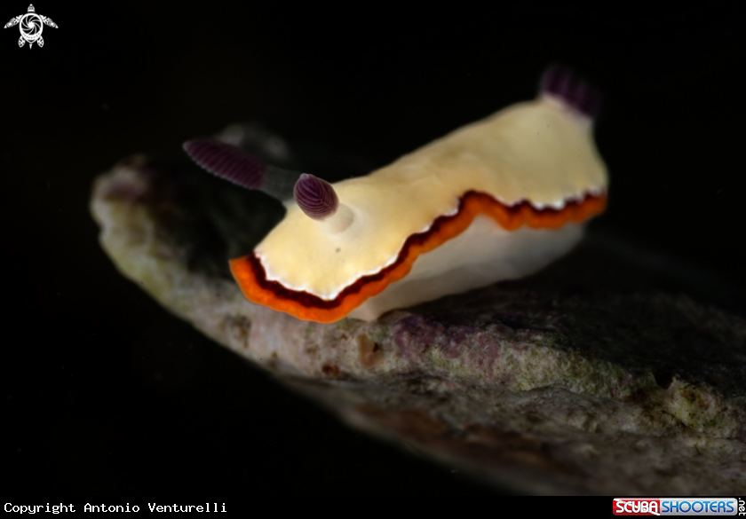 A Goniobranchus nudibranch