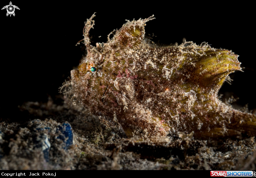 A Nudiantennarius subteres