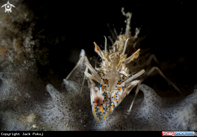 A Tiger Shrimp