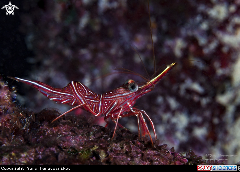 A Camel shrimp