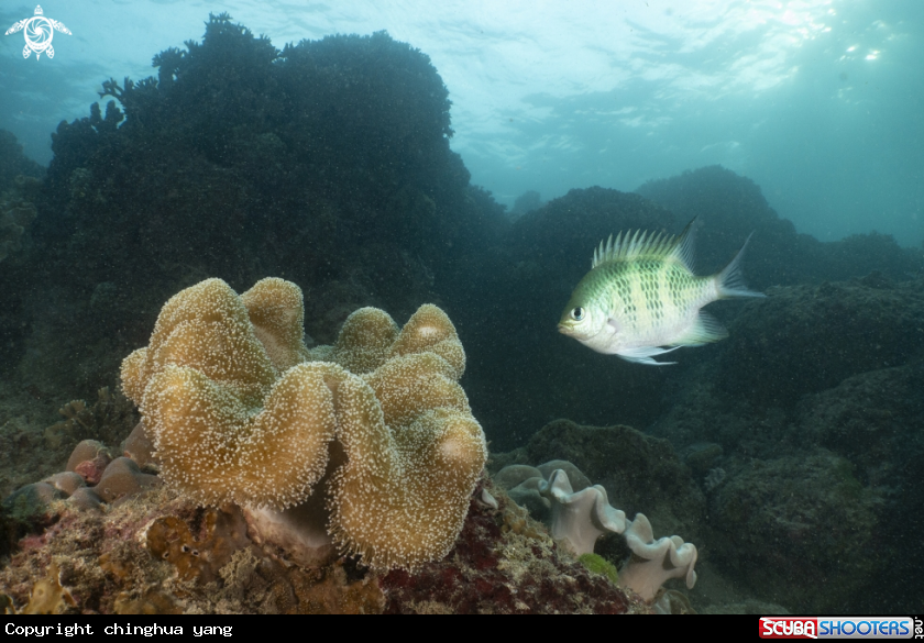 A damsel fish