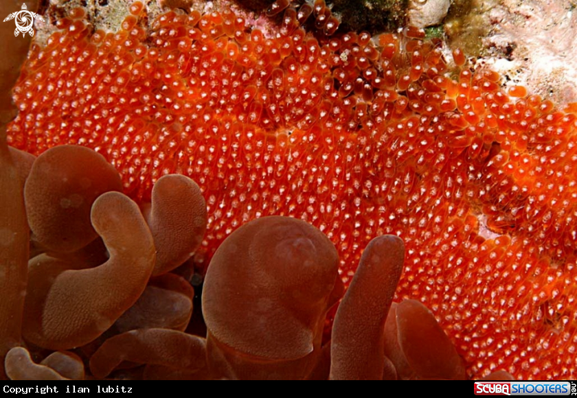 A soft corals