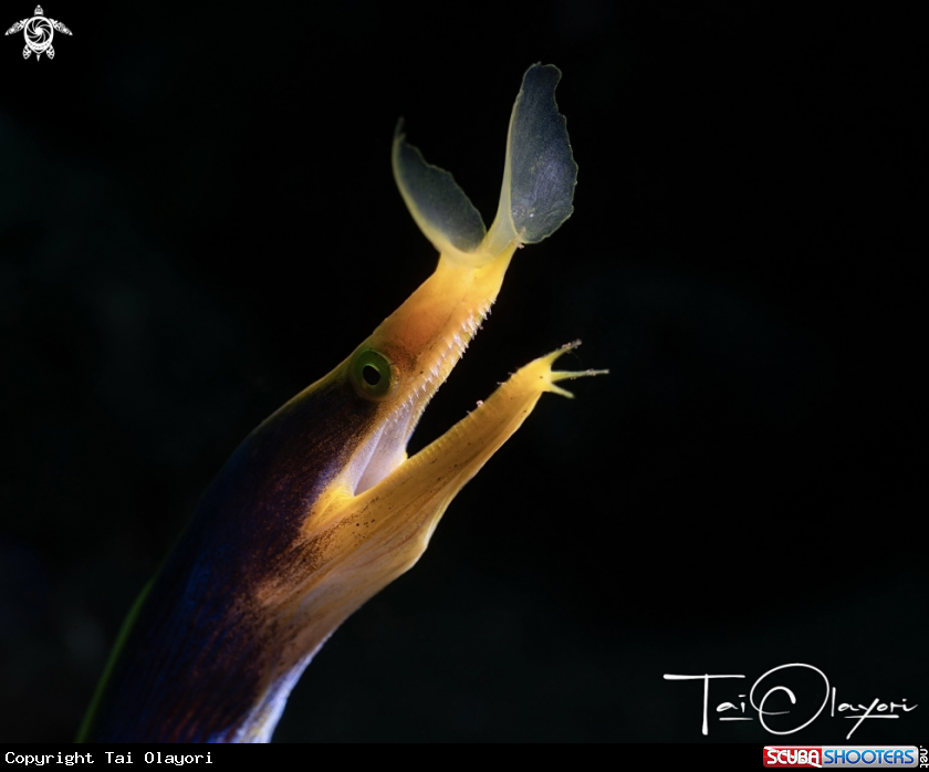 A Yellow ribbon eel