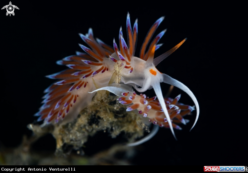 A Cratena nudibranch