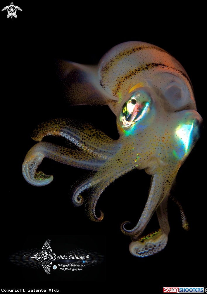A Squid