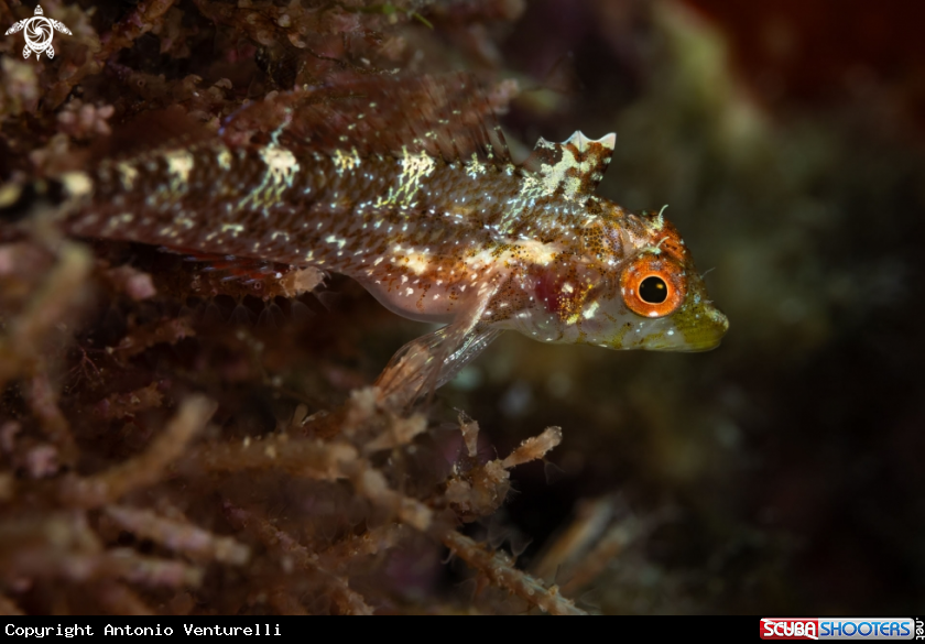 A Peperoncino fish