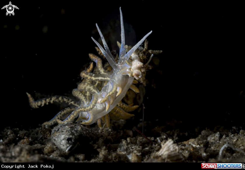 A Phyllodesmium poindimiei