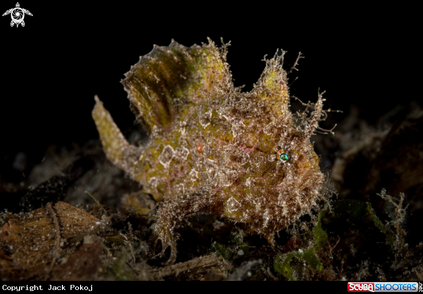 A Nudiantennarius subteres