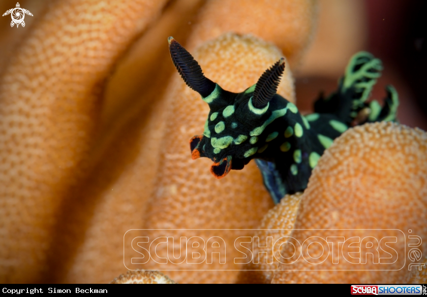 A Nembrotha nudibranch