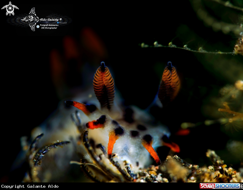 A Nudibranch