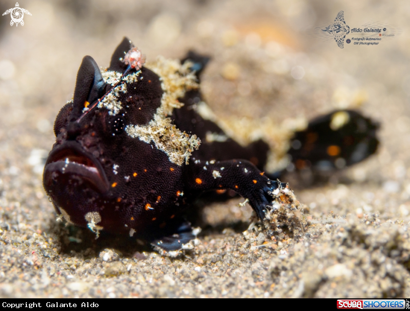 A Warty Frogfish Juvenile (20 mm/ 0.78 inch approx.) 