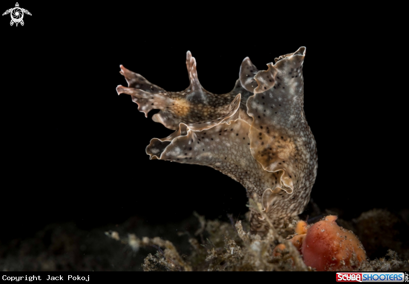A Aplysia argus