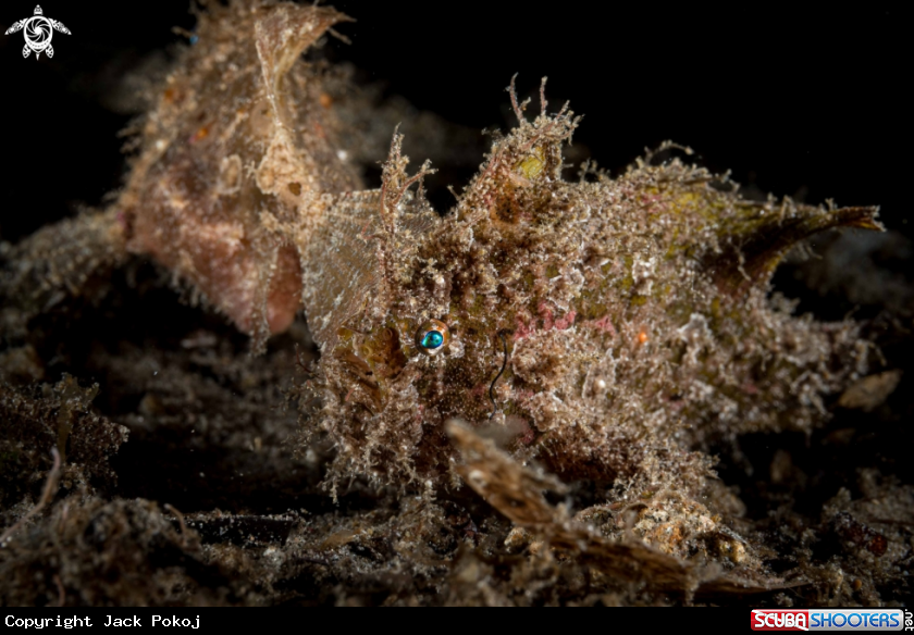 A Lembeh Frogfish
