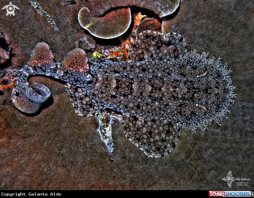 A Tasselled Wobbegong Shark