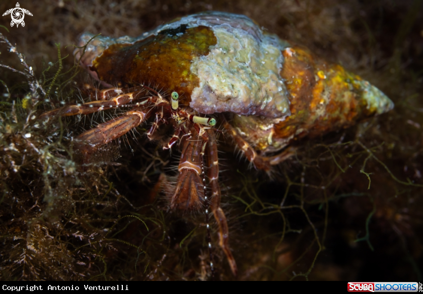 A Mediterranean hermit crab