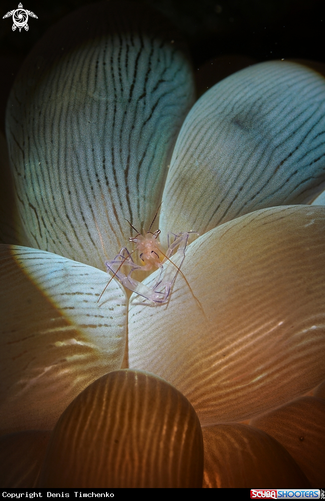 A Bubble coral shrimp