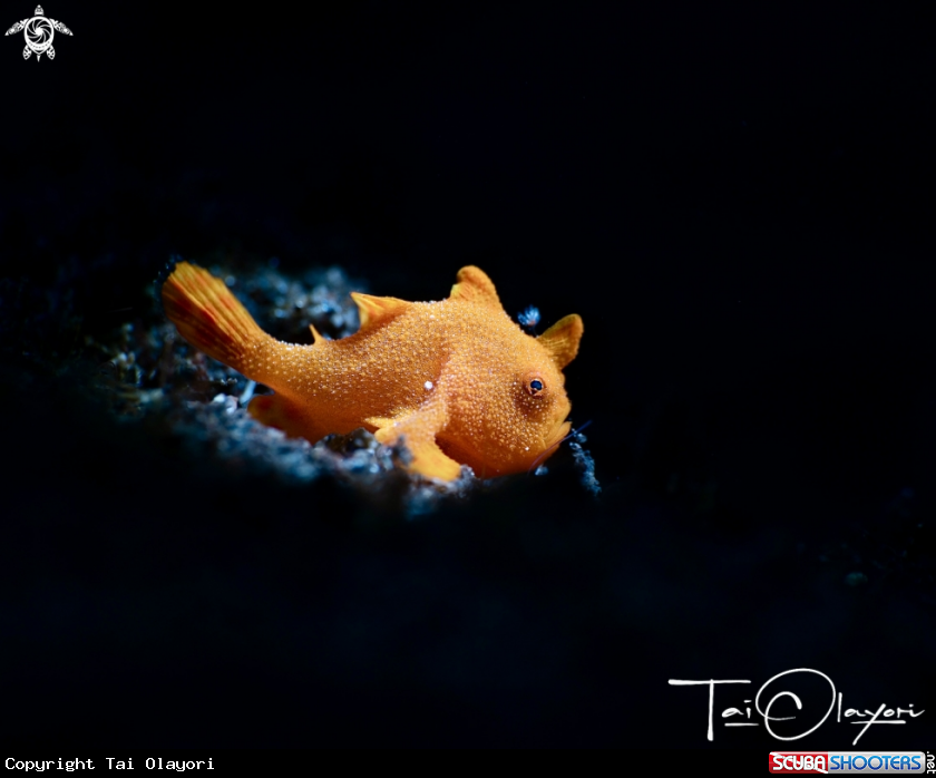 A Frogfish