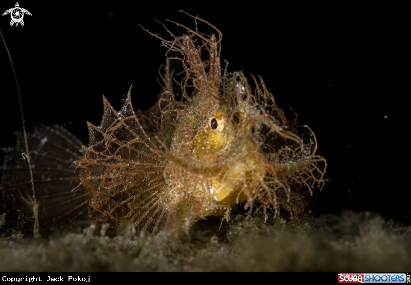 A Ambon Scorpionfish