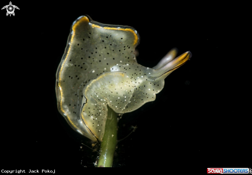 A Elysia marginata