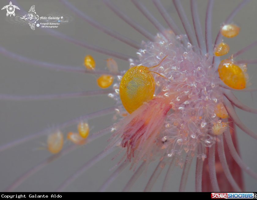 A Orange Ladybug Amphipod (2-5mm/0.078-0.196 inch) 