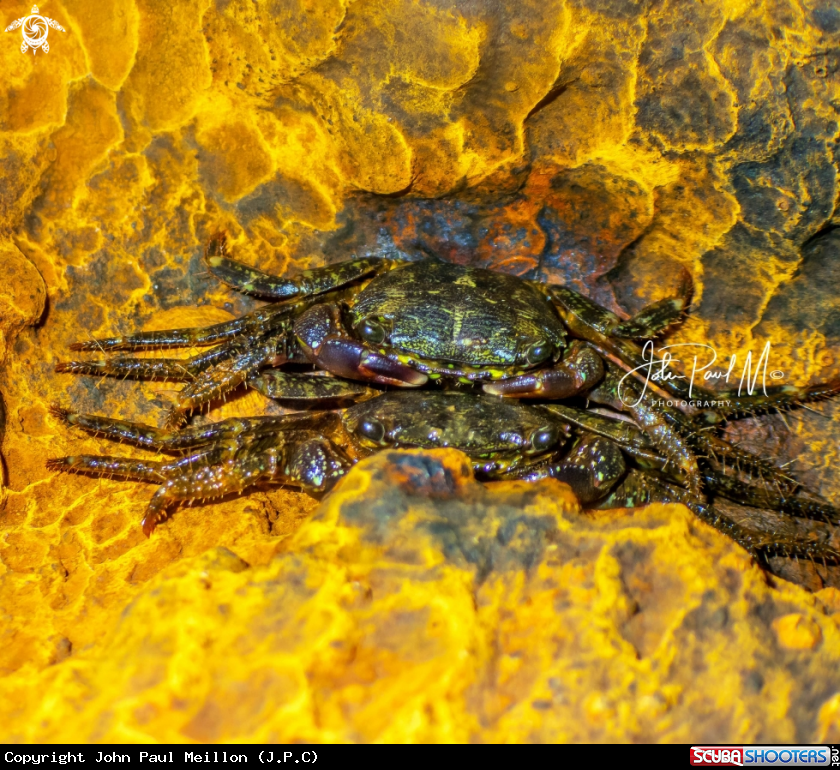 A Crabe marbré