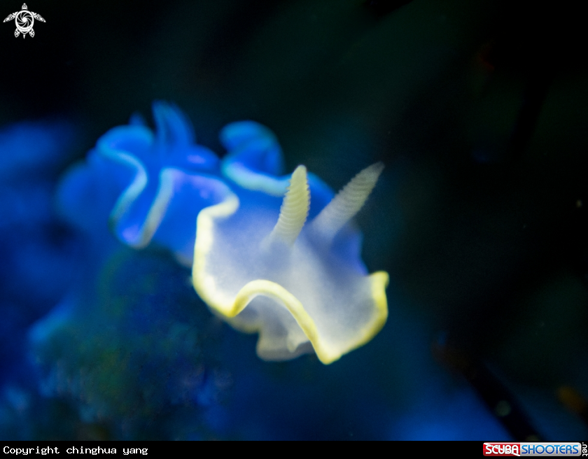 A nudibrach
