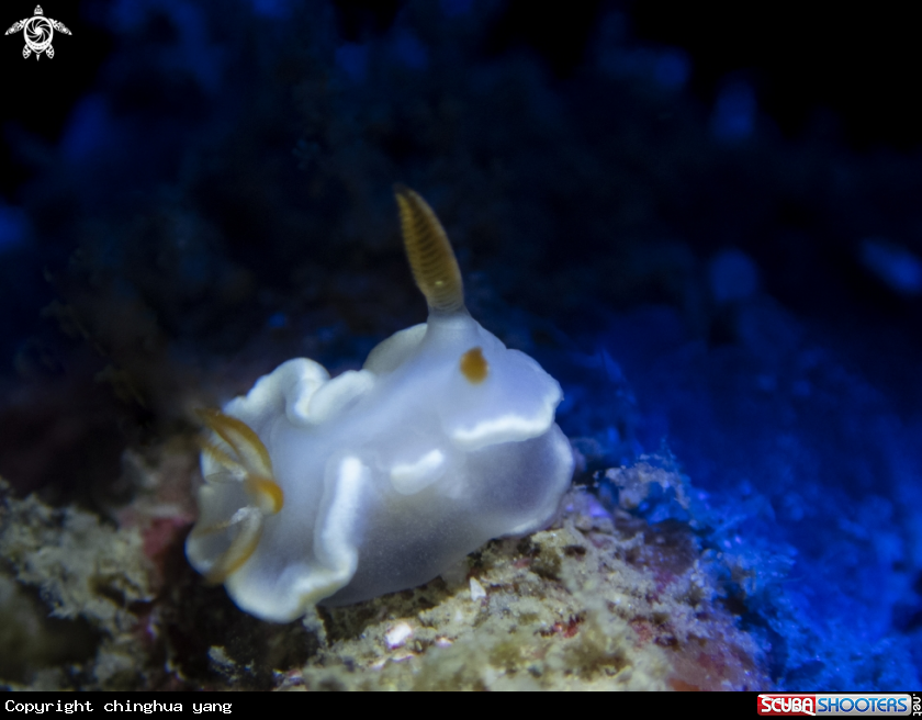 A nudibrach