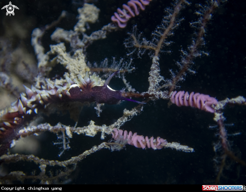 A nudibrach