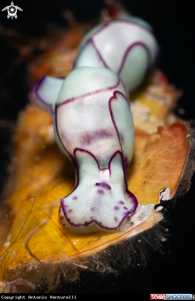 A Lamprohaminoea ovalis