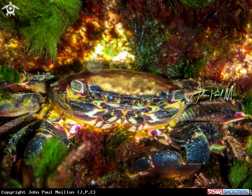 A Crabe marbré