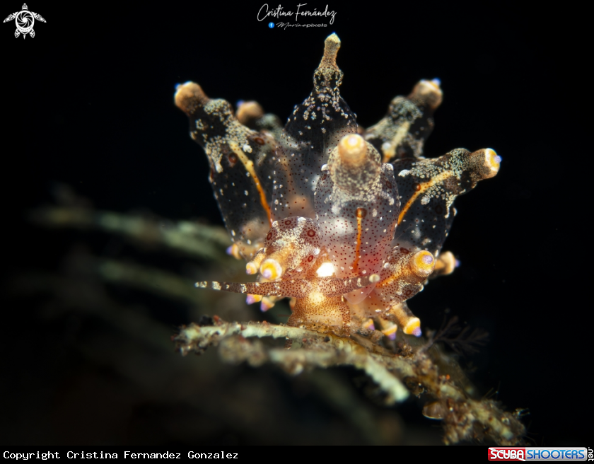 A Nudibranch
