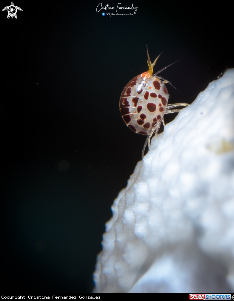 A Ladybug