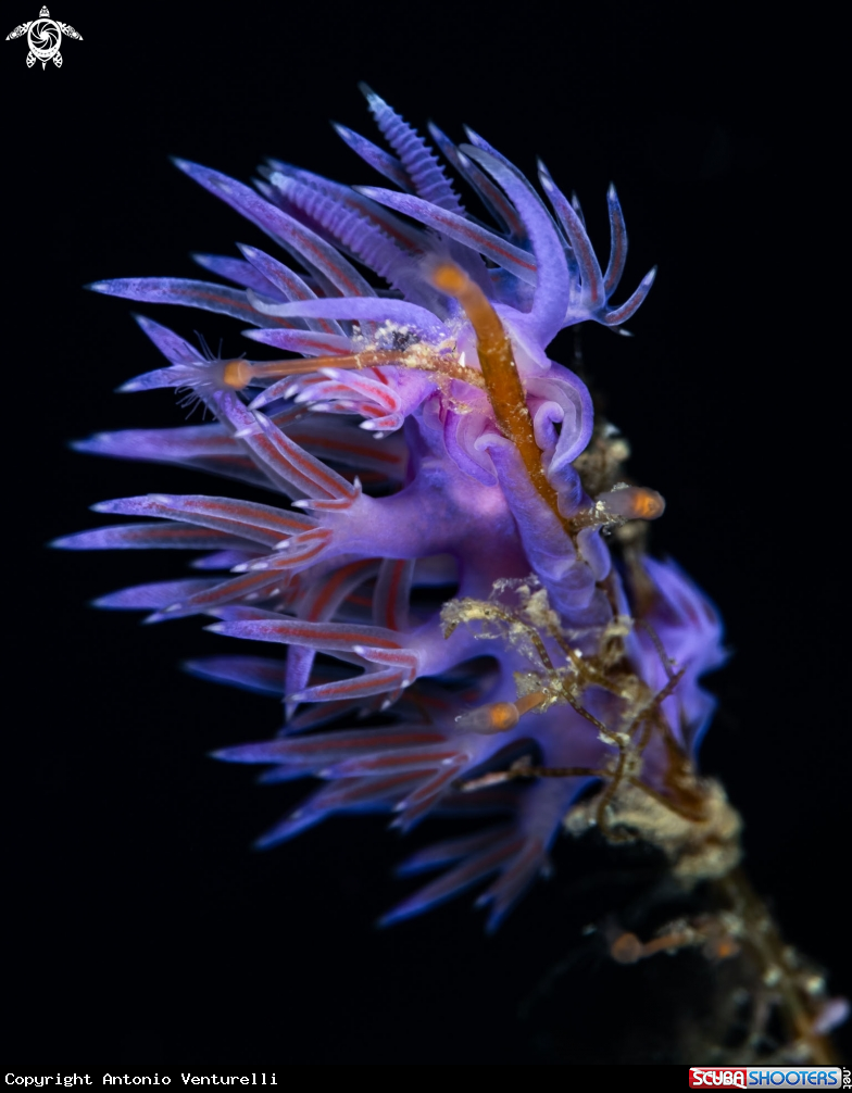 A Purple flabellina nudibranch