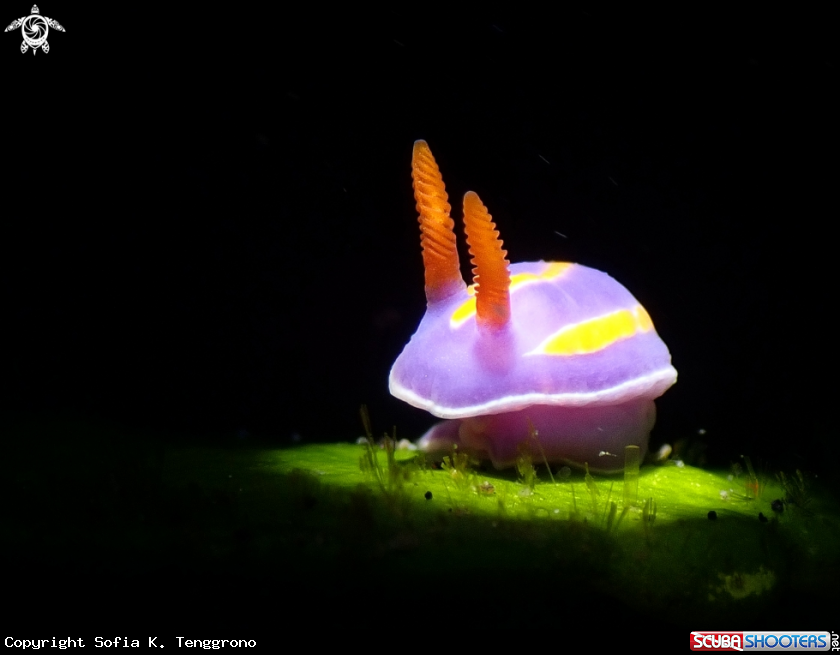 A Nudibranch