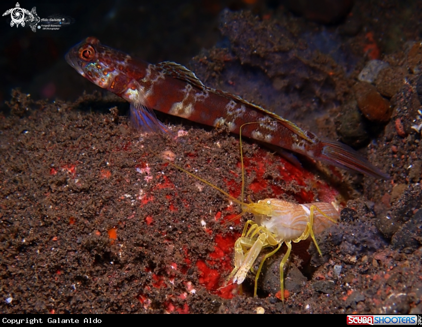 A Shrimp & Goby