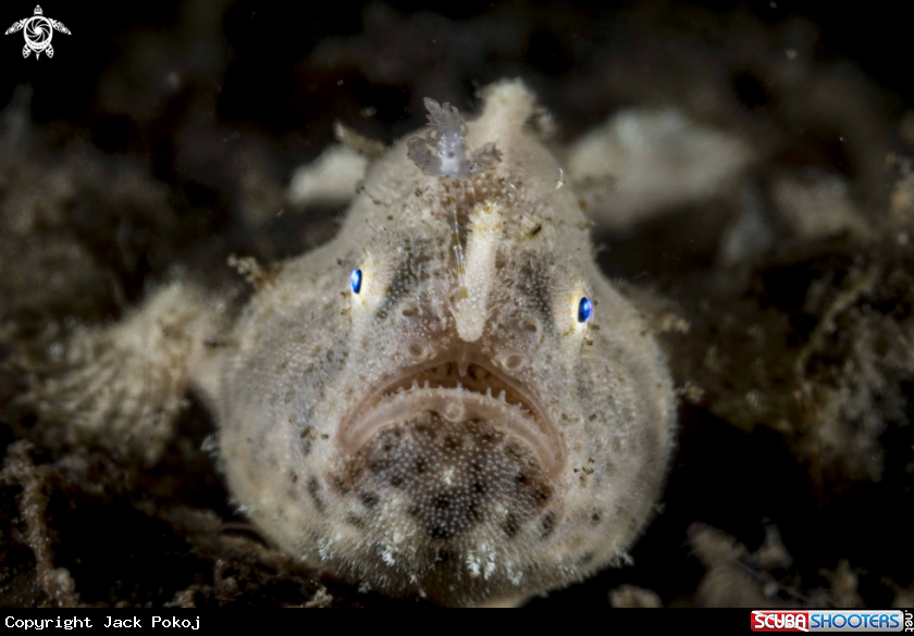 A Frogfish