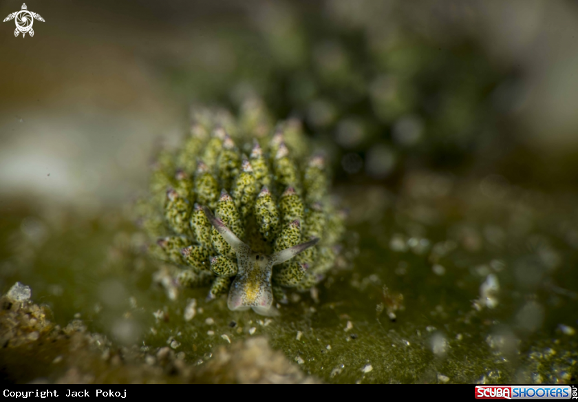 A Costasiella kuroshimae