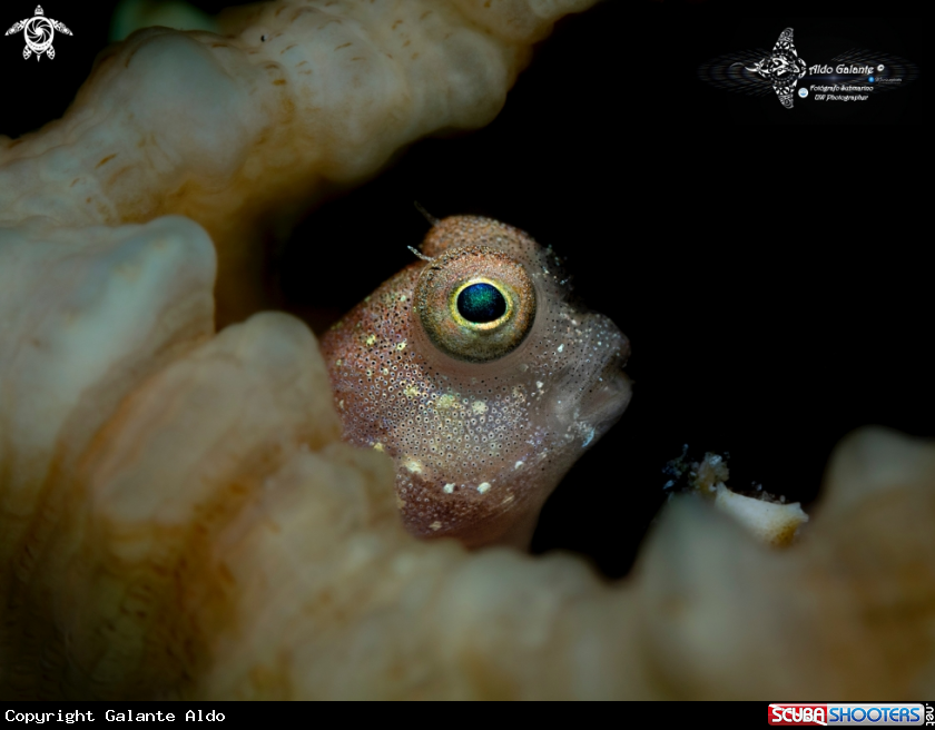 A Blenny 
