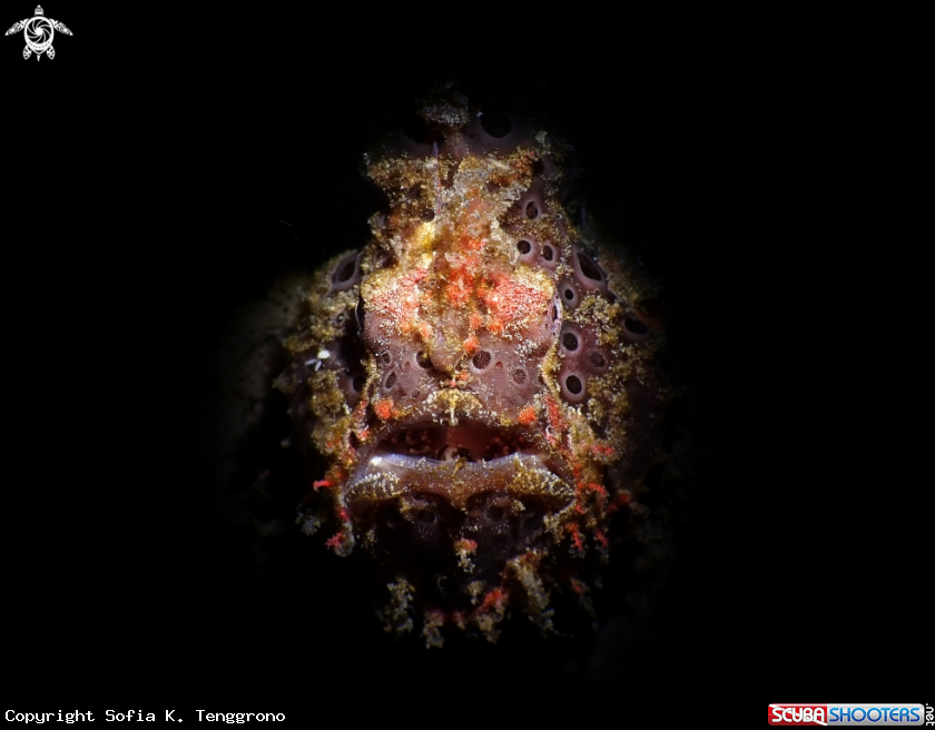 A Frogfish